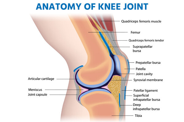 Anatomy of Knee Joint