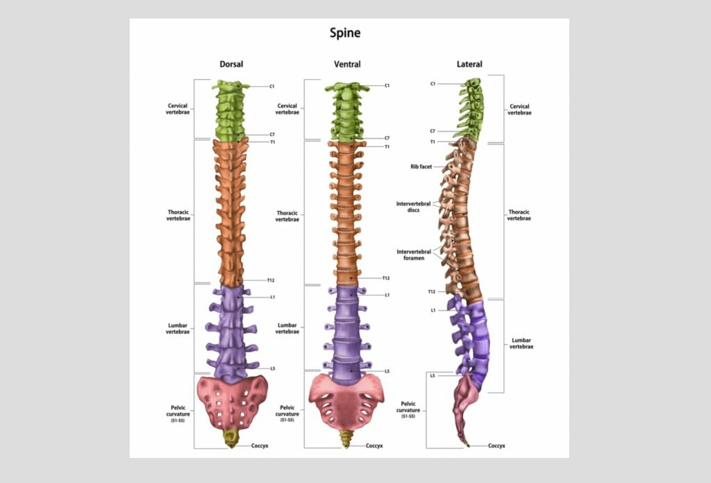 Orthopedic center & Joint Replacement